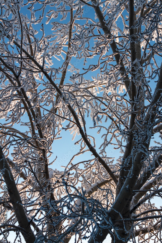 Frost covered tree branches, Alberta Canada Frost covered tree branches, Alberta Canada