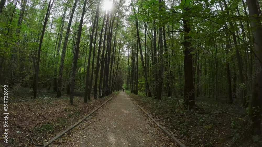 Tall trees and path in park Tall trees and path in park