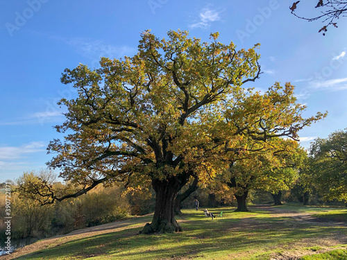 Epping Forest Autumn landscape view with big oak tree photo