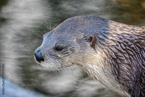 Close up side view of Otters' head
