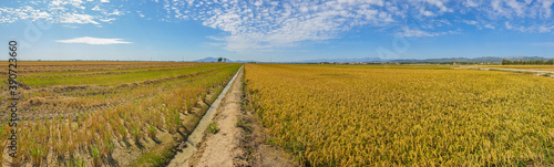 Konstfotografi Panorama of harvest rice field from Delta de Ebro, Catalonia, Spain panoramic as