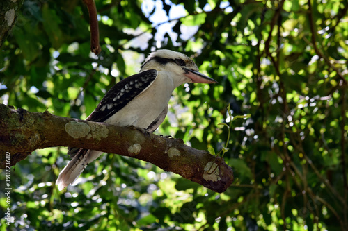 Looking kookaburra on the branch