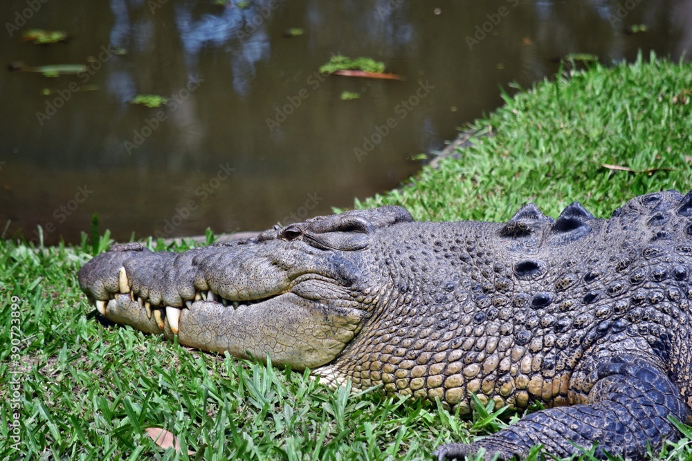 Fototapeta premium Crocodiles resting at crocodile farm