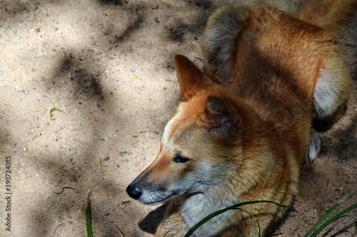 Australian dog dingo (Canis dingo) in Queensland