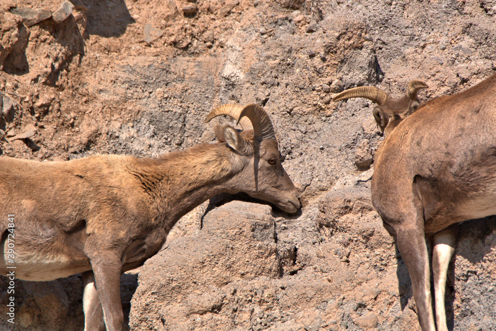 Big Horn rams licking salt off the boulders in the mountains of San Juan in southern Colorado Big Horn rams licking salt off the boulders in the mountains of San Juan in southern Colorado