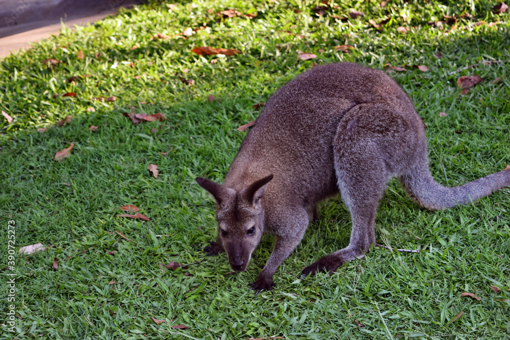Young cute wild gray wallaby kangaroo Young cute wild gray wallaby kangaroo