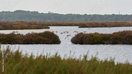 Fototapeta Naklejka Na Ścianę i Meble -  pink flamingo in lake, migratory birds resting