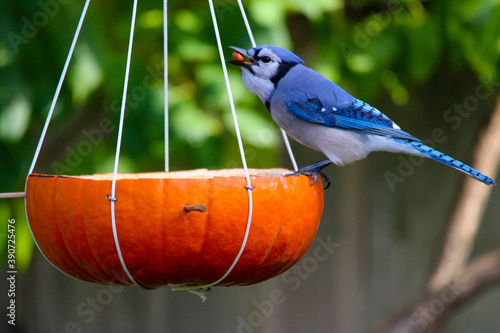 Blue jay on pumpkin  photo