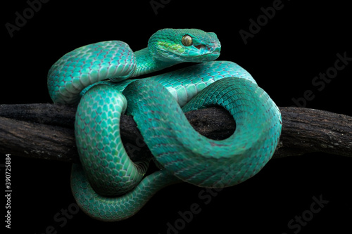 blue insularis viper snake photo