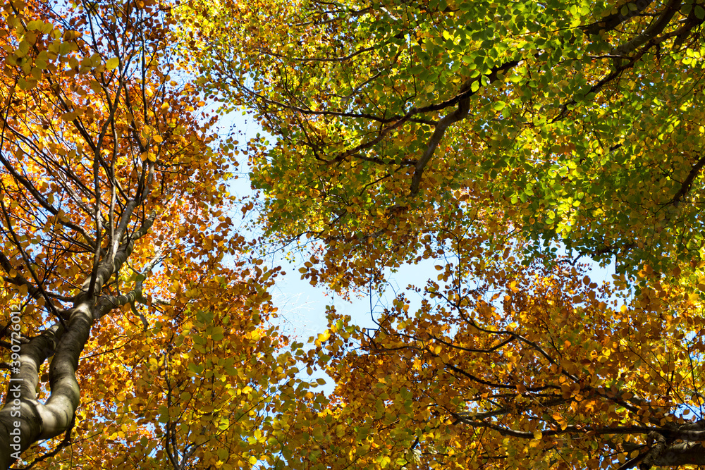 Look up to the treetops. Beautiful colorful autumn sunny weather. Bright sky and leaves in red, yellow, brown shades. Look up to the treetops. Beautiful colorful autumn sunny weather. Bright sky and leaves in red, yellow, brown shades.
