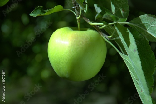 green apple on a tree