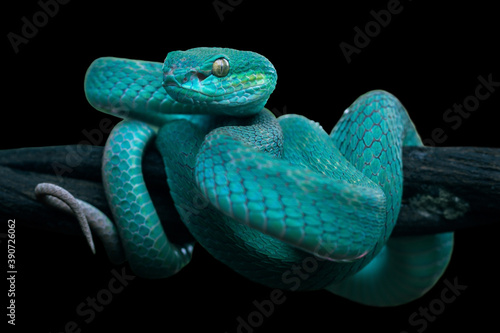 blue insularis viper snake