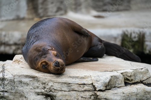 A sea lion (Otaria byronia) resting in the zoo