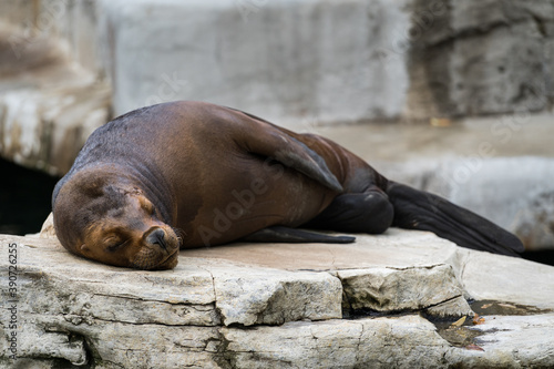 A sea lion (Otaria byronia) resting in the zoo