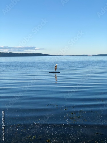 Pelican