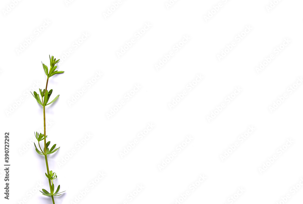 Wild green palnt on white background. Flat lay, top view Wild green palnt on white background. Flat lay, top view