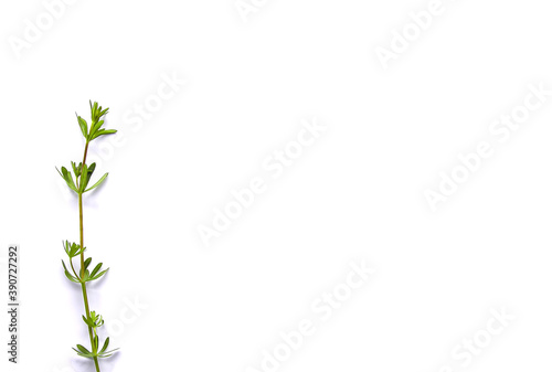 Wild green palnt on white background. Flat lay  top view