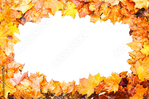 Frame of colorful bright fall maple autumn leaves