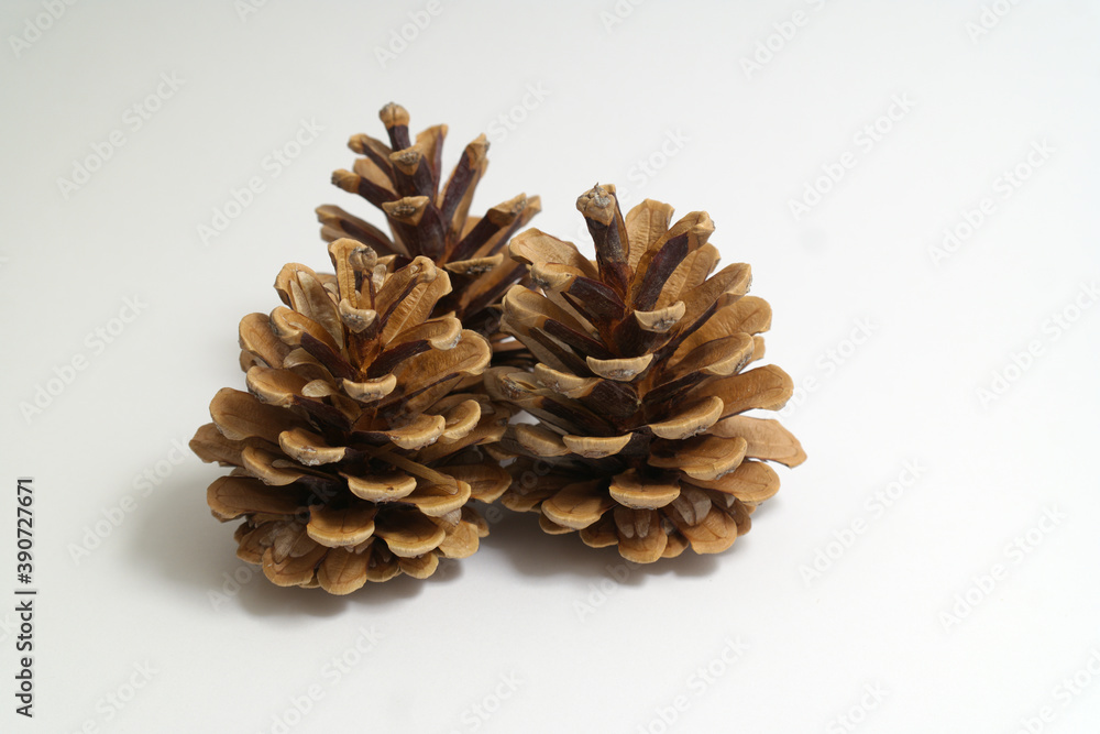 pine cone on white background. Three pieces pine cone on white background. Three pieces