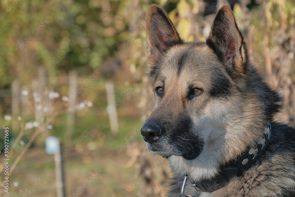 gros plan d'un chien gros plan d'un chien