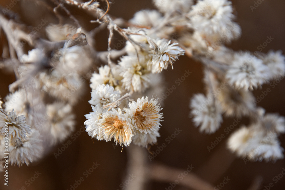 Autumn plant in November in Quebec, Canada Autumn plant in November in Quebec, Canada