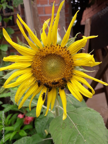 sunflower and bee