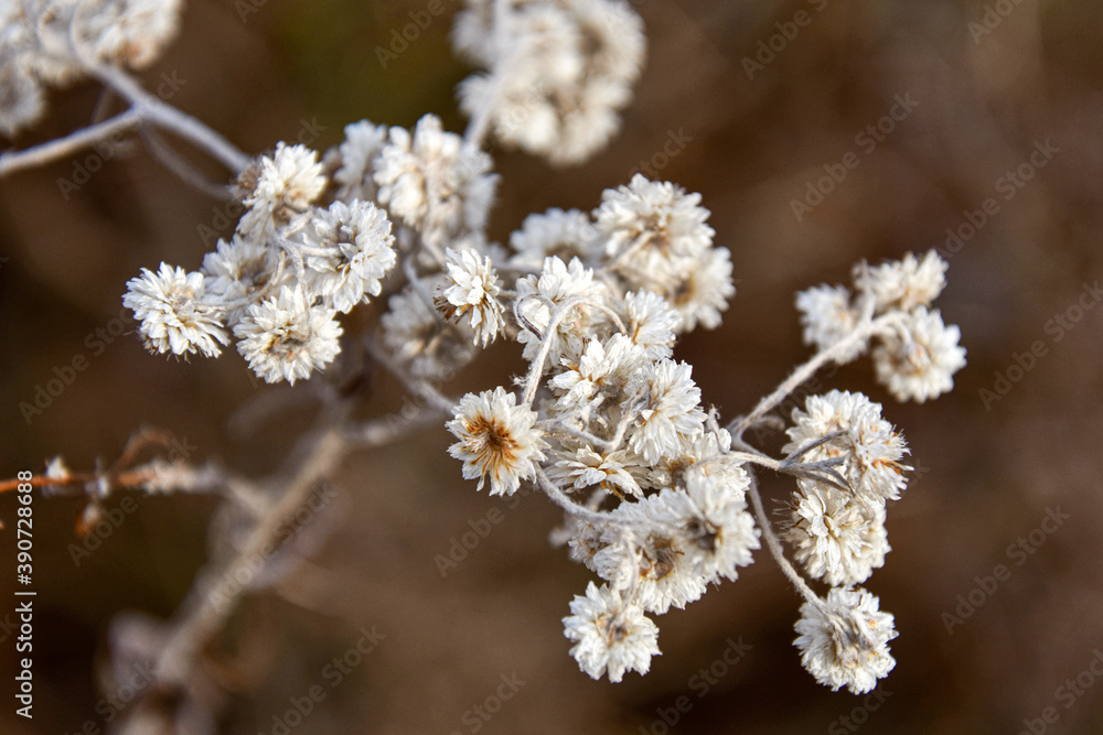 Autumn plant in November in Quebec, Canada Autumn plant in November in Quebec, Canada