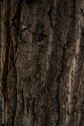 Close up of a brown tree trunk