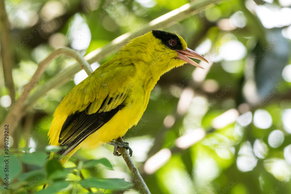 Black-naped Oriole or Oriolus chinensis Black-naped Oriole or Oriolus chinensis