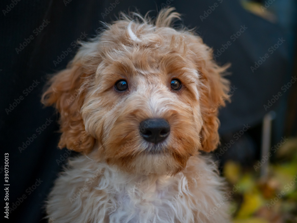 cockapoo portrot looking towards camera cockapoo portrot looking towards camera