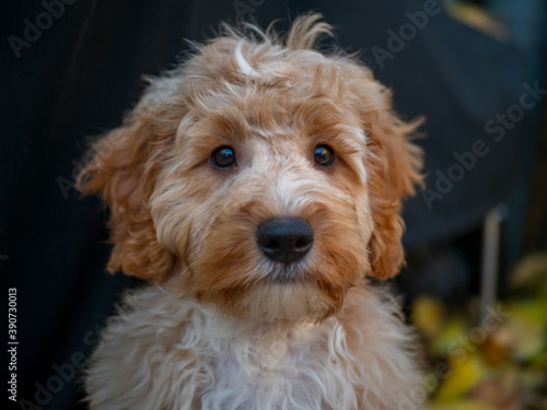 cockapoo portrot looking towards camera 