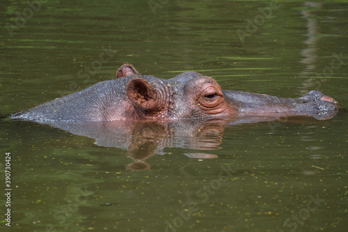 hippopotamus in water