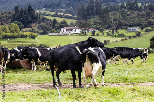 Herd of dairy cattle in La Calera in the department of Cundinamarca close to the city of Bogotá in Colombia