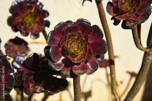Soft focus of Black rose aeonium plants on a sunny day photo