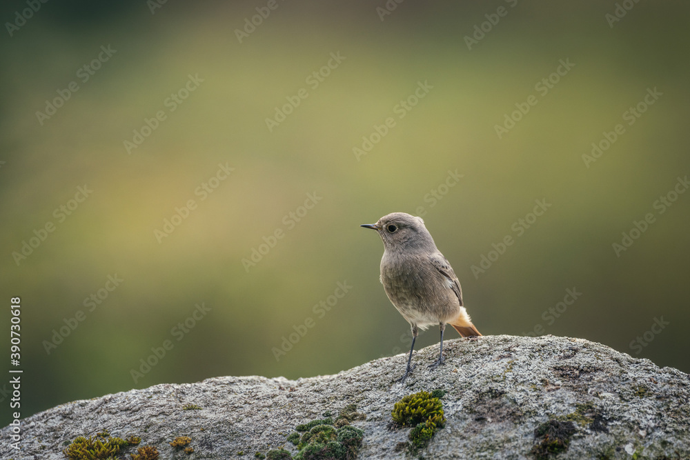 Naklejka premium Common Redstart on a rock