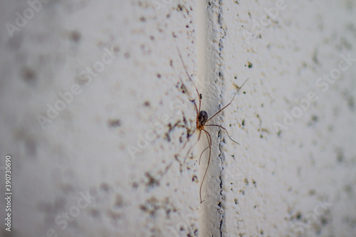 SPIDER ON WALL