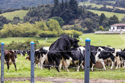 Herd of dairy cattle in La Calera in the department of Cundinamarca close to the city of Bogotá in Colombia photo
