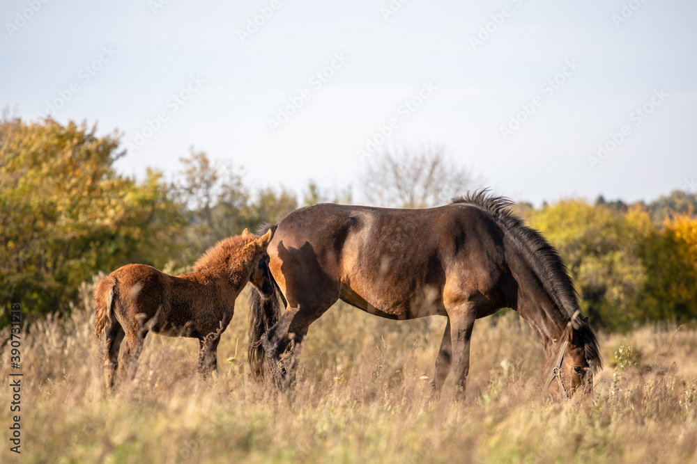 beautiful brown horse grazes in the meadow with its foal on a sunny day beautiful brown horse grazes in the meadow with its foal on a sunny day