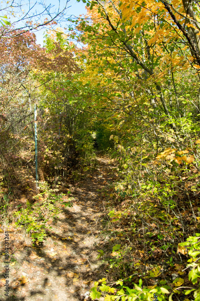 Autumn walk in the woods among the trees with colorful leaves Autumn walk in the woods among the trees with colorful leaves
