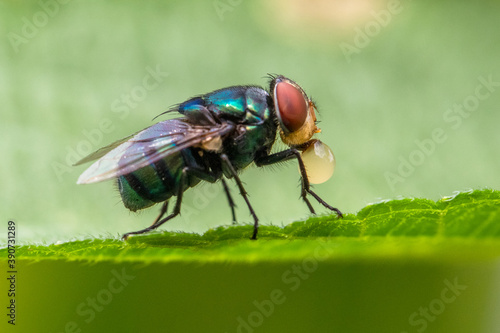 the common house fly in garden © lessysebastian