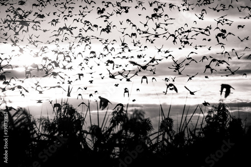 Fototapeta Naklejka Na Ścianę i Meble -  swarm of birds in summer. back light and abstract