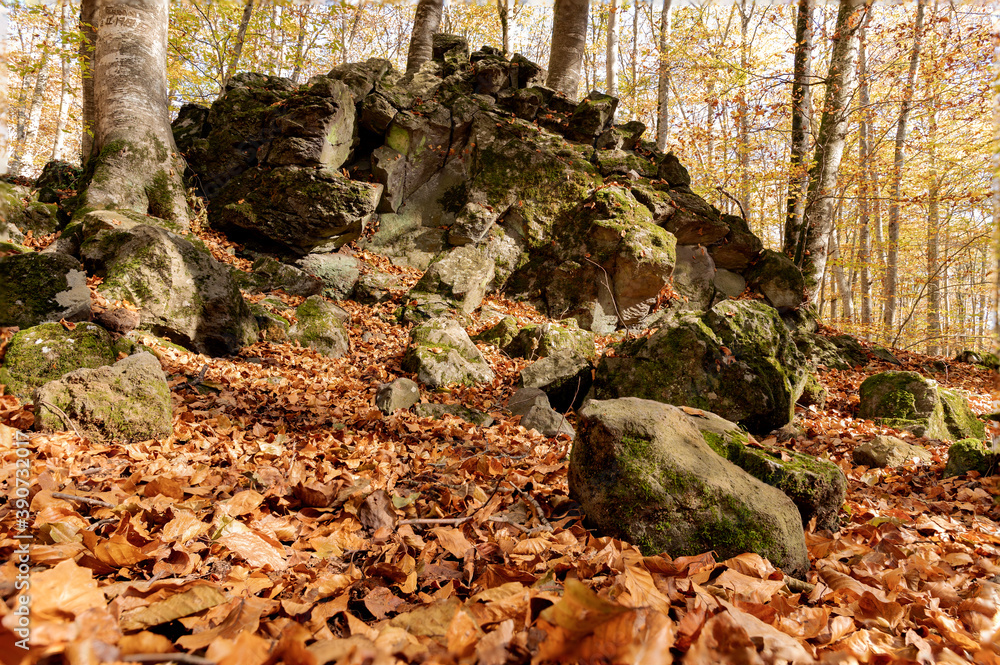 Obraz premium Gran roca en un bosque otoñal 