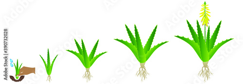 Cycle of growth of aloe vera plant on a white background.