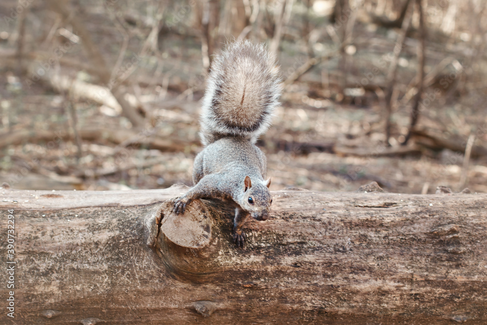 Grey fat squirrel with thick large furry tail sitting on tree in park outside. Animal wild squirrel in forest outdoors on summer day. Beauty of wildlife nature. Grey fat squirrel with thick large furry tail sitting on tree in park outside. Animal wild squirrel in forest outdoors on summer day. Beauty of wildlife nature.