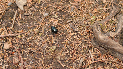 Käfer im Harz auf Blatt und Boden