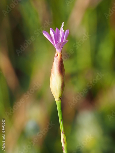 Proliferous Pink (Petrorhagia nanteuilii) photo