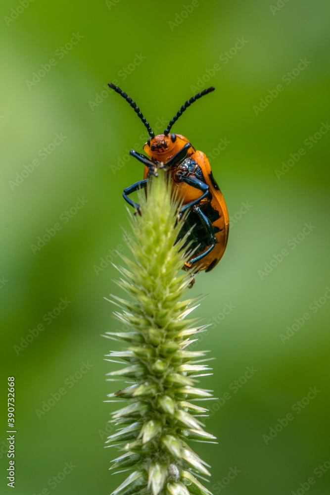 Naklejka premium orange ladibug in garden
