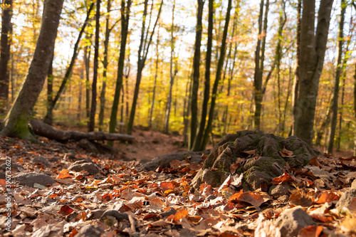 Bosque en otoño lleno de hojas en el suelo
