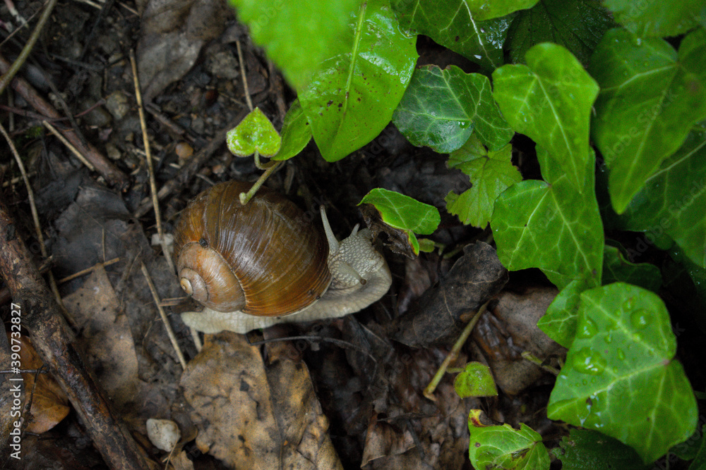 snail on a leaf