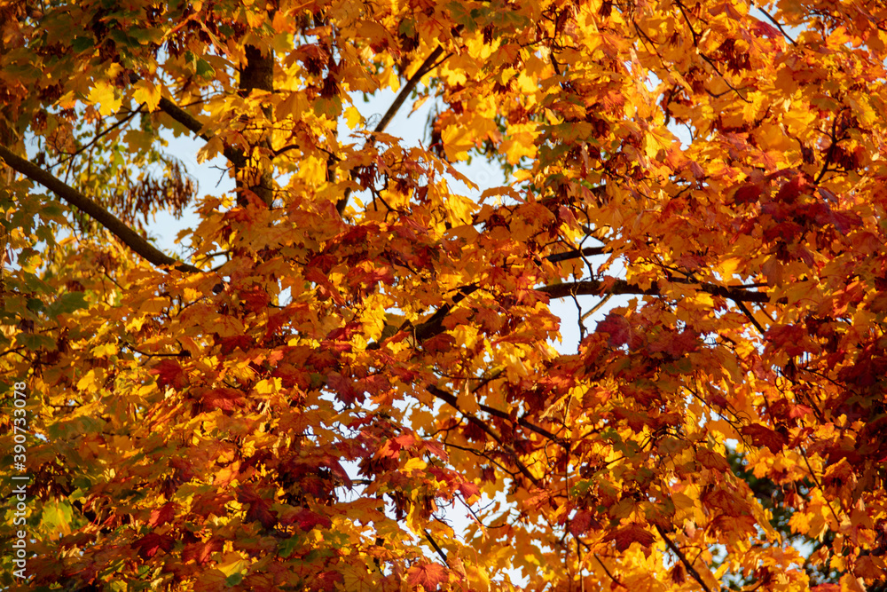 Red Maple tree fall closeup in Schoneberg Berlin Germany Red Maple tree fall closeup in Schoneberg Berlin Germany